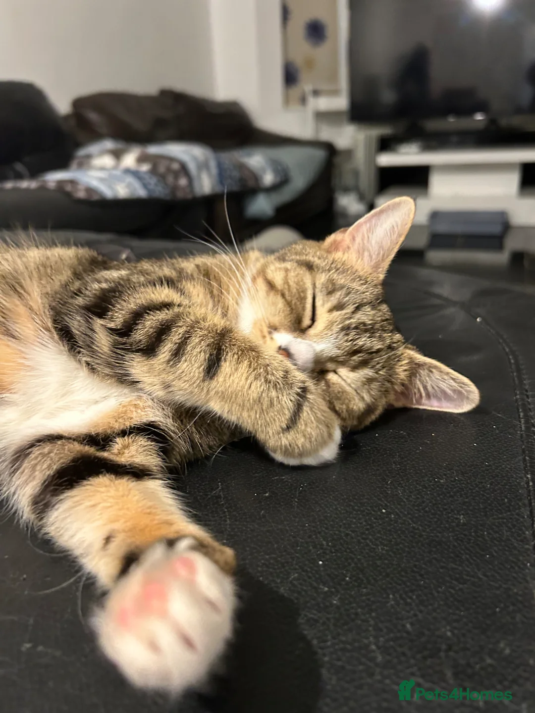 Mixed Breed cats for sale: Playful and sweet, ready for his new home  - Advert 6