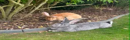 Continental Giant rabbits for sale: 8 Continental Giant Babies - Advert 24