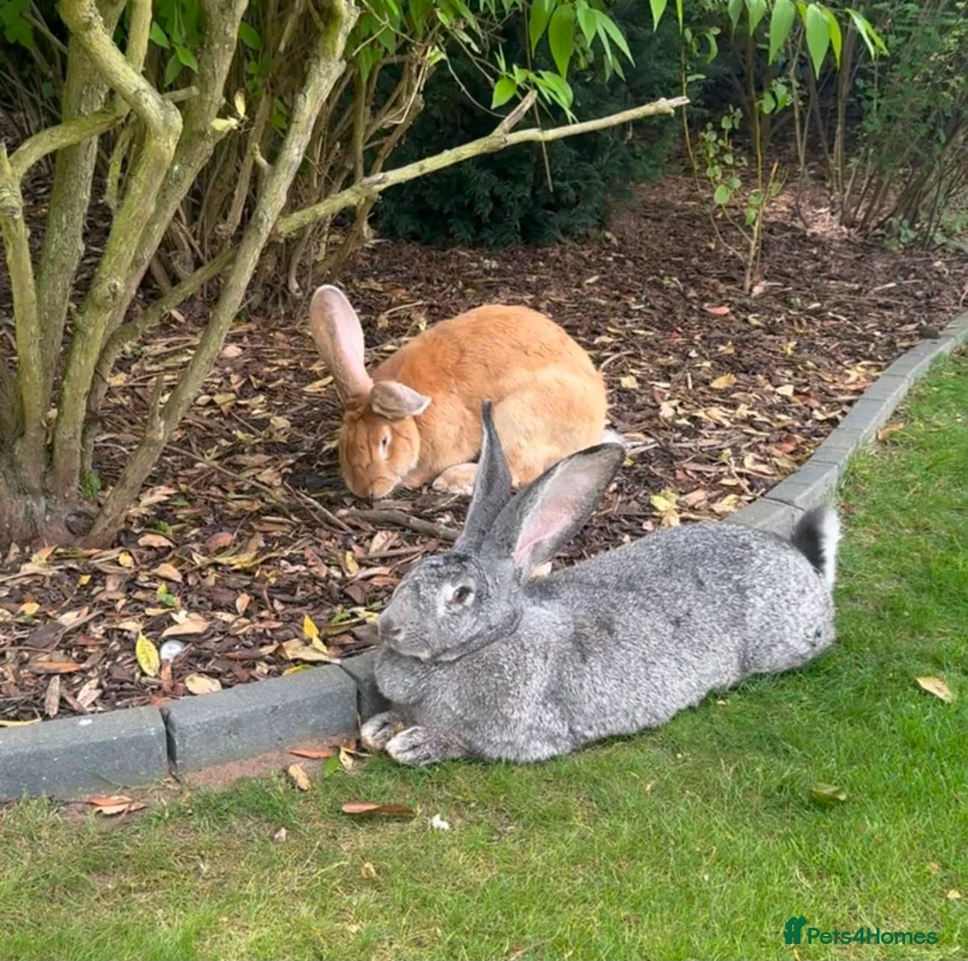 Continental Giant rabbits for sale: 8 Continental Giant Babies - Advert 24