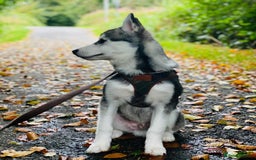 Pomsky dogs for stud: STORM🐾🐺 Champion F2 pomsky for stud  - Image 9