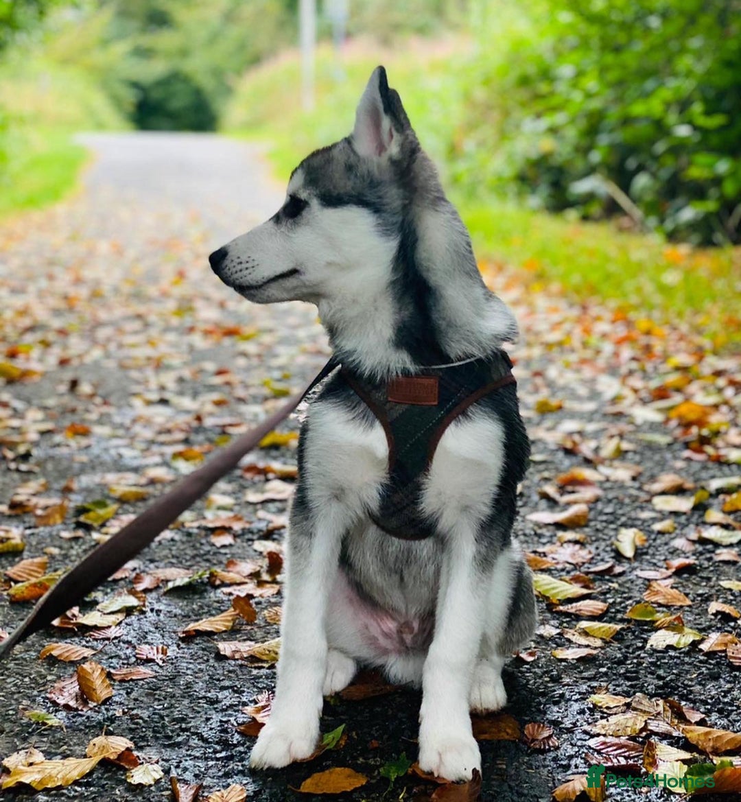 Pomsky dogs for stud: STORM🐾🐺 Champion F2 pomsky for stud  - Image 9