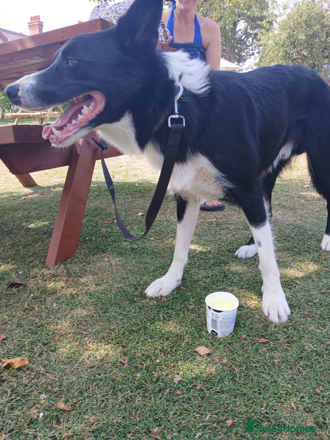 Border Collie dogs for sale: Ozzie in need of a new home :( - Advert 3