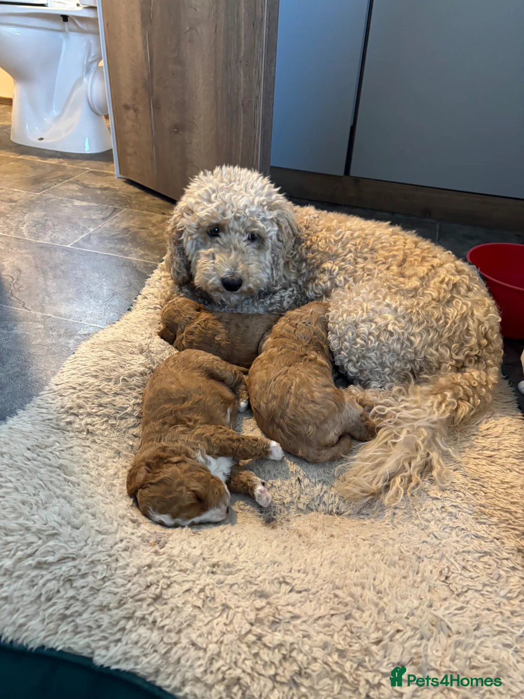 Cockapoo dogs for sale: Cockapoo f1b  - Advert 1