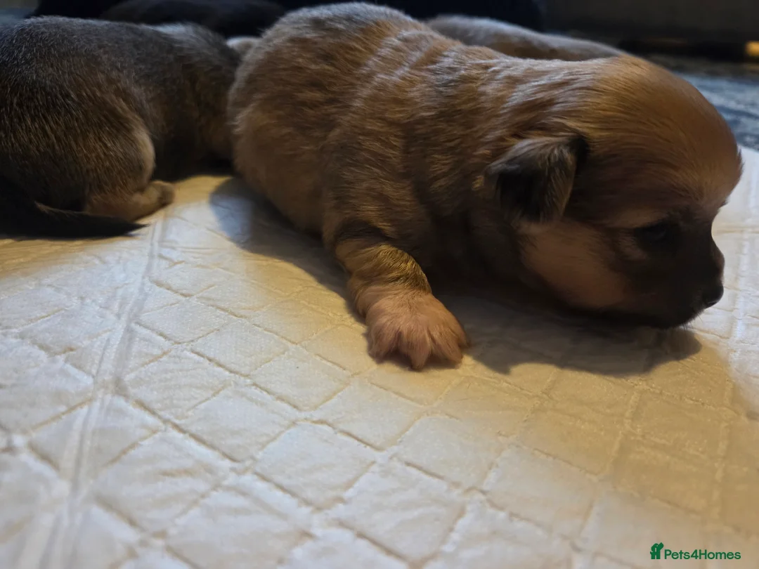 Chihuahua dogs for sale: Chihuahua Puppies - Advert 5