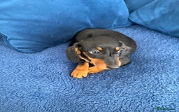 Miniature Dachshund dogs for sale: KC reg PRA clear smooth mini dachshund puppies - Image 18