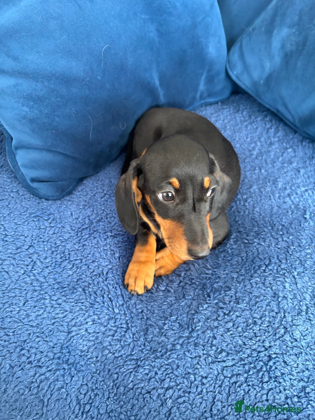 Miniature Dachshund dogs for sale: KC reg PRA clear smooth mini dachshund puppies - Image 18