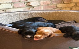 Cockapoo dogs for sale: Exceptional cockapoo pups- 1 Boy, 1 Girl left!! - Image 36