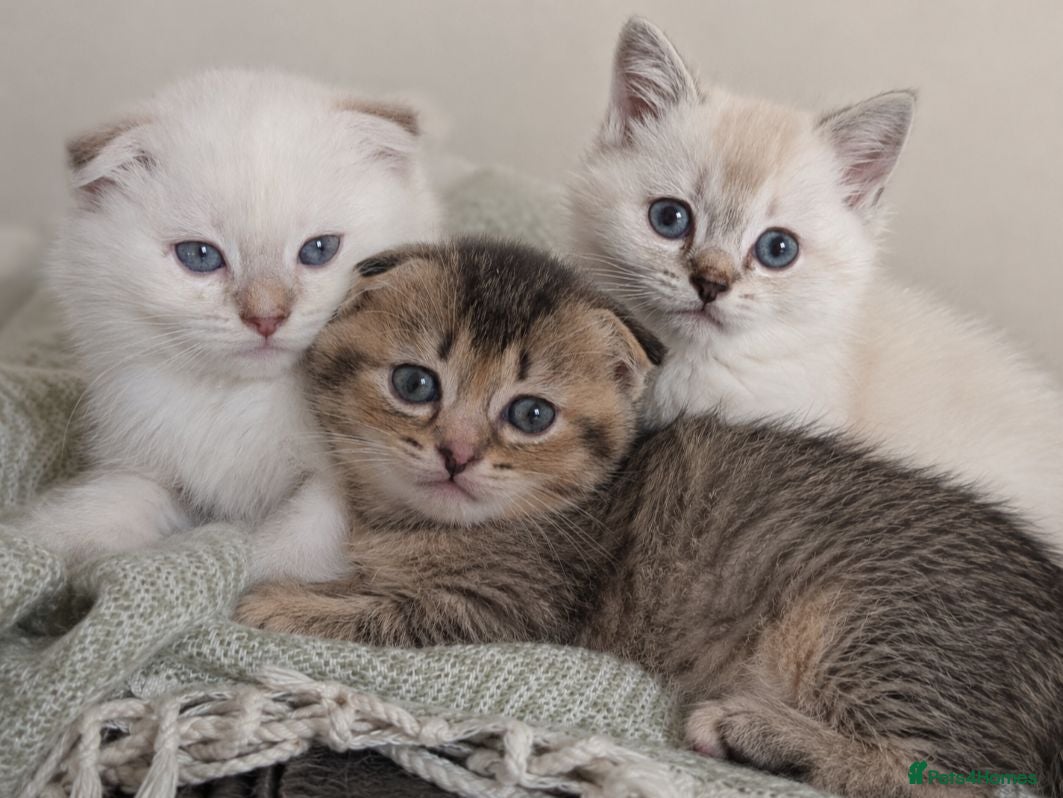 Mixed Breed cats 3 LEFT Ragdoll x Scottish Fold kittens - Advert 2