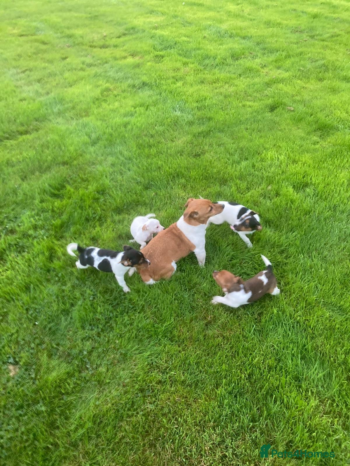 Jack Russell dogs Jack Russell Puppies - Advert 4