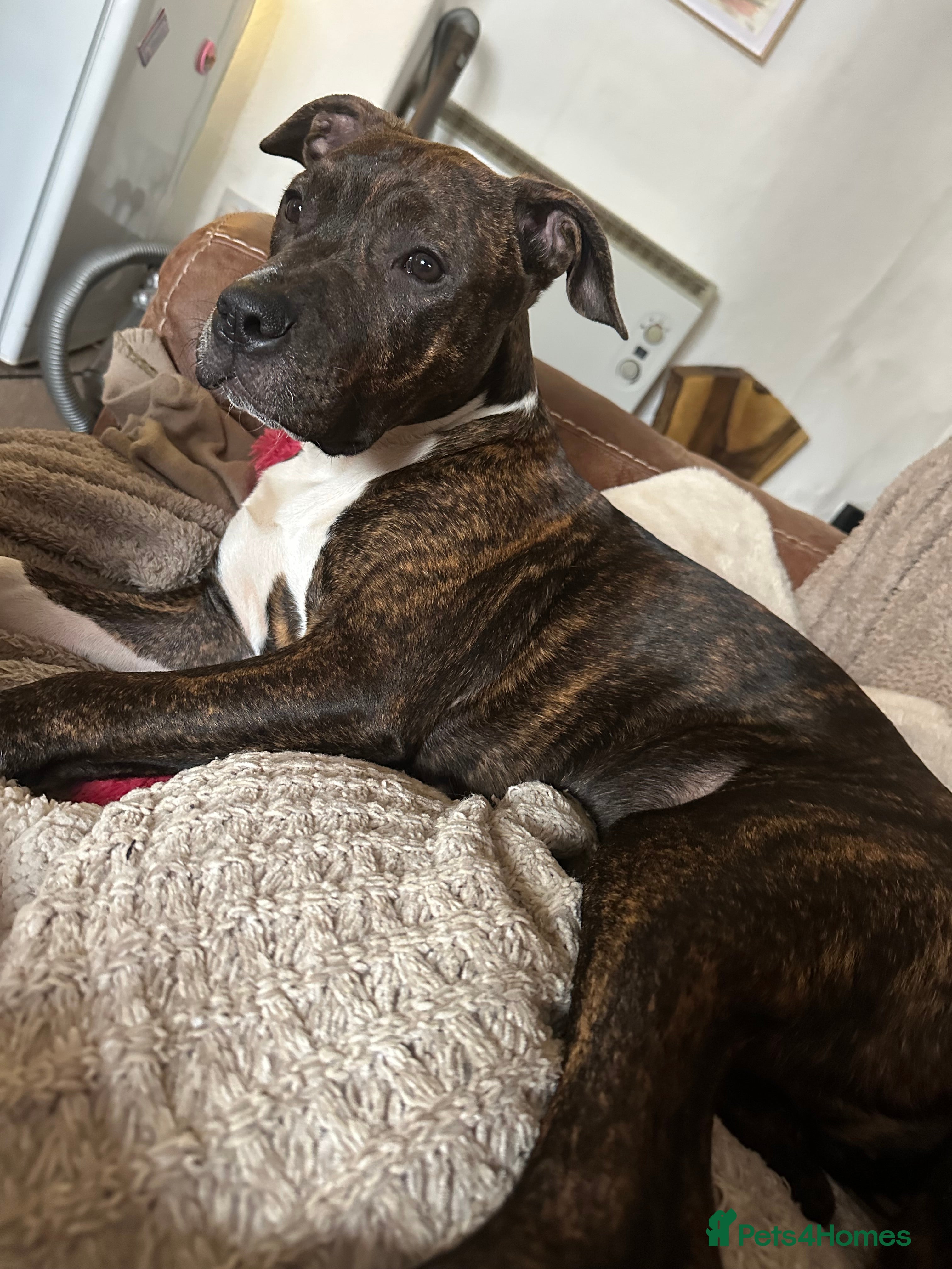 Mixed Breed dogs Beautiful loving 6 month old puppy for sale  - Advert 1