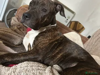 Mixed Breed dogs Beautiful loving 6 month old puppy for sale - Advert 1