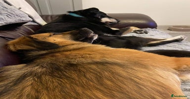 Mixed Breed dogs - Advert 3
