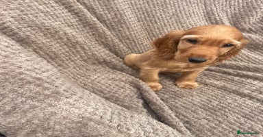 Cocker Spaniel dogs - Advert 9