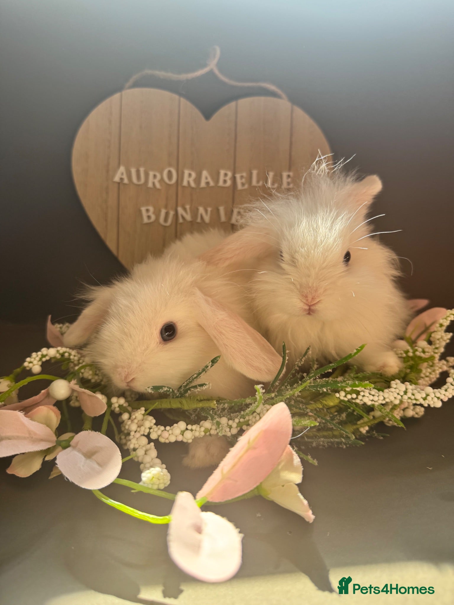 Mini Lion Lop rabbits Ready now! - Advert 3