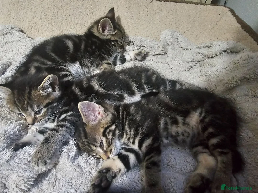 Mixed Breed cats for sale: Kittens 8 weeks old  - Advert 1