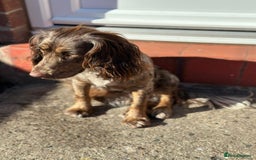 Cocker Spaniel dogs for sale: 16 month old cocker spaniel female - Image 3