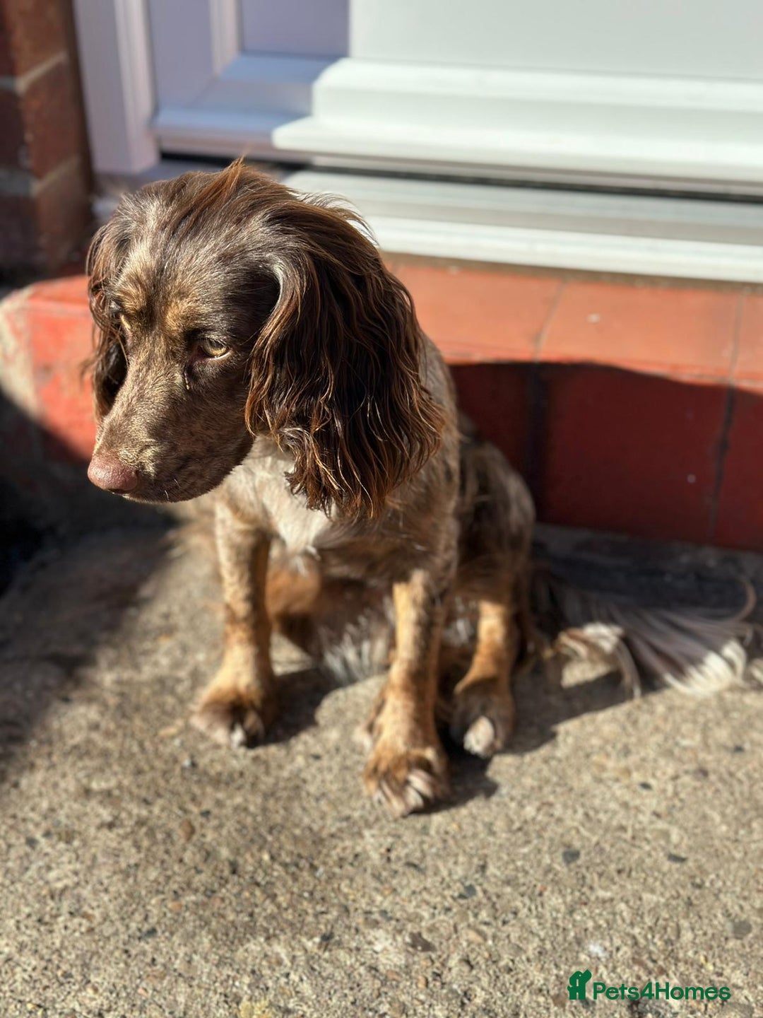 Cocker Spaniel dogs for sale: 16 month old cocker spaniel female - Image 3