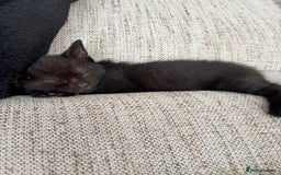 Mixed Breed cats for sale: 1/2 Ragdoll kittens - Image 17