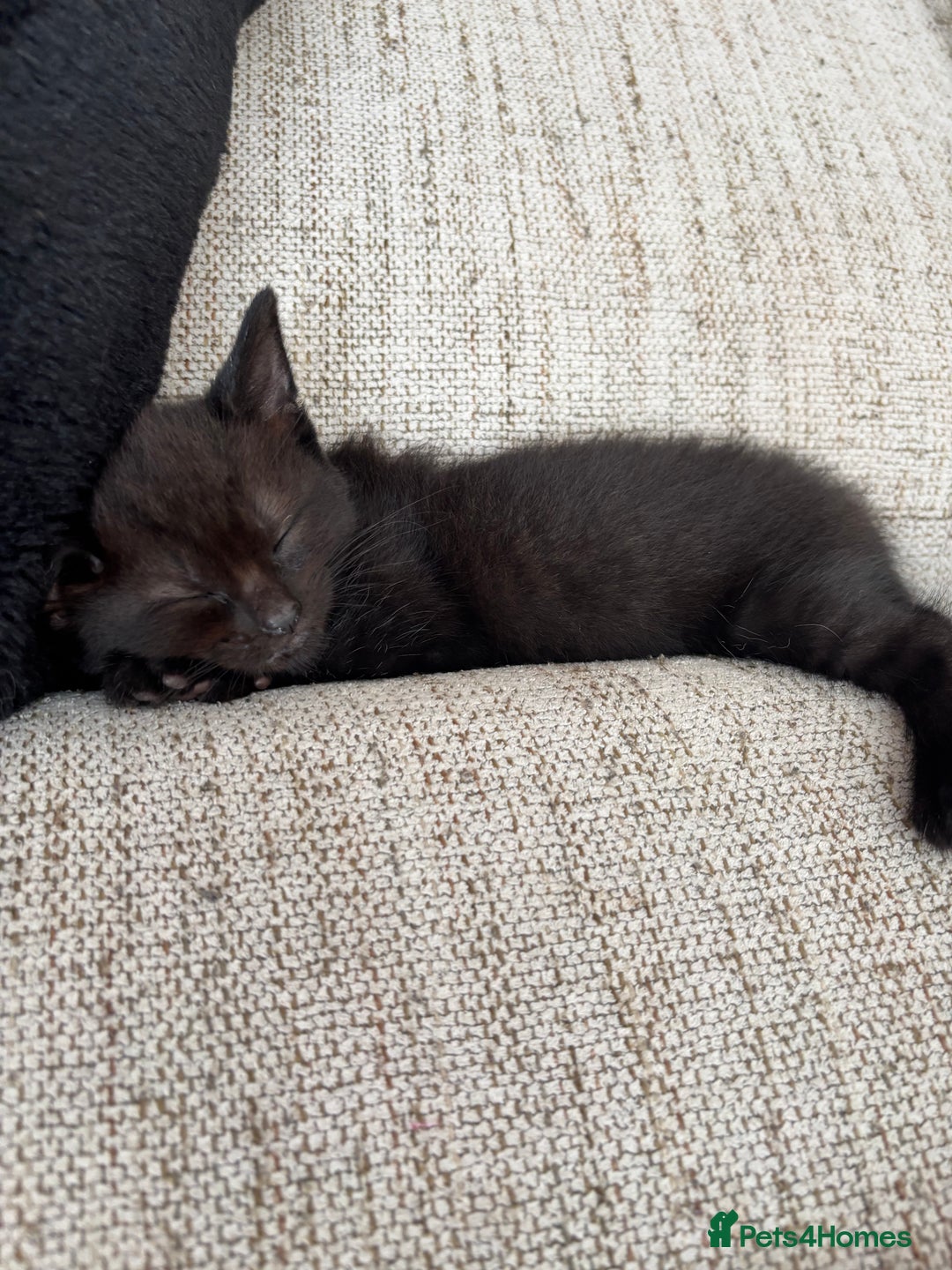 Mixed Breed cats for sale: 1/2 Ragdoll kittens - Image 17