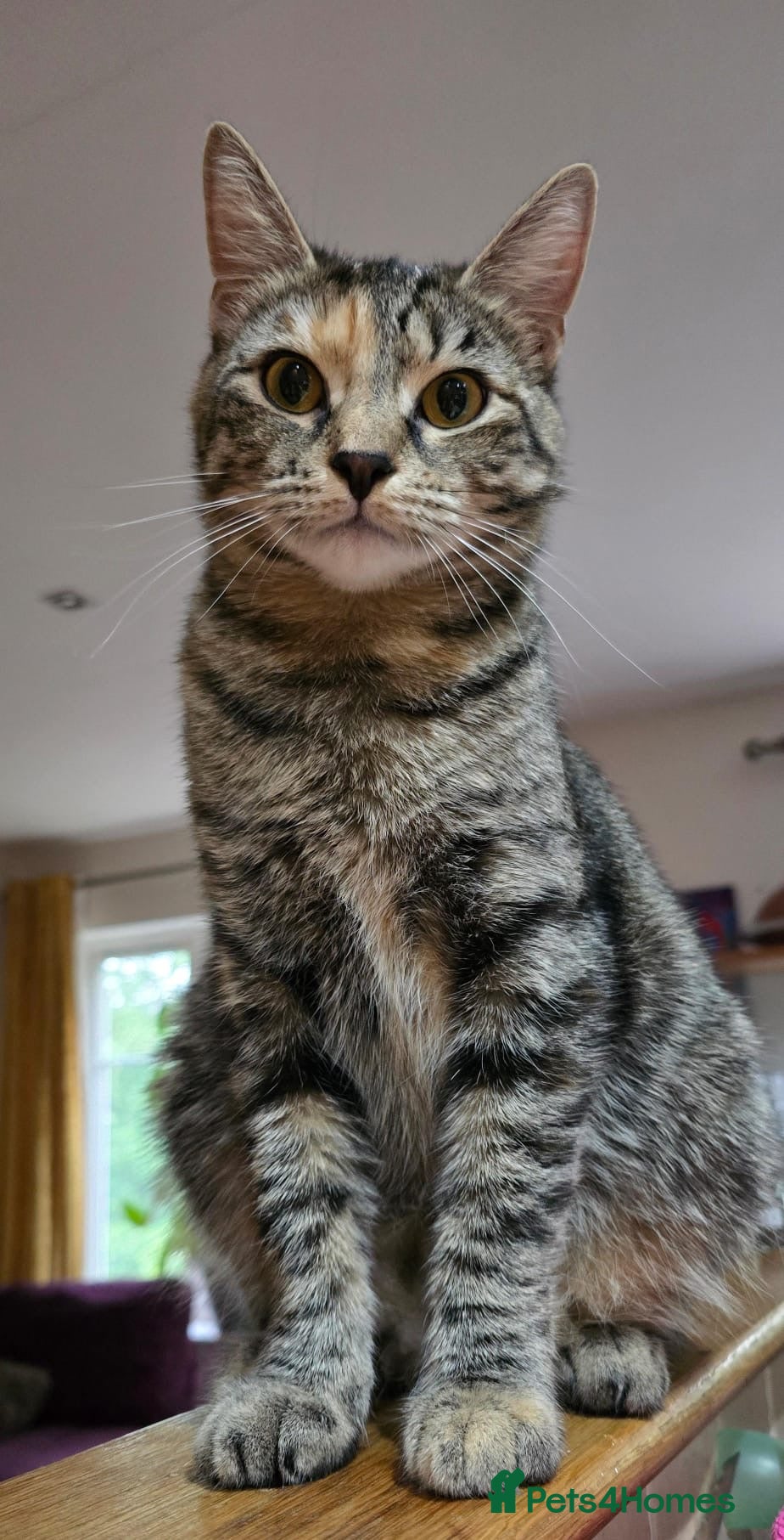 Mixed Breed cats Urgent, three lovely cats 🐈 together or separate  - Advert 3