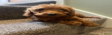 Cockapoo 1