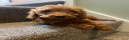 Cockapoo dogs for sale: F2 cockapoos - Advert 2