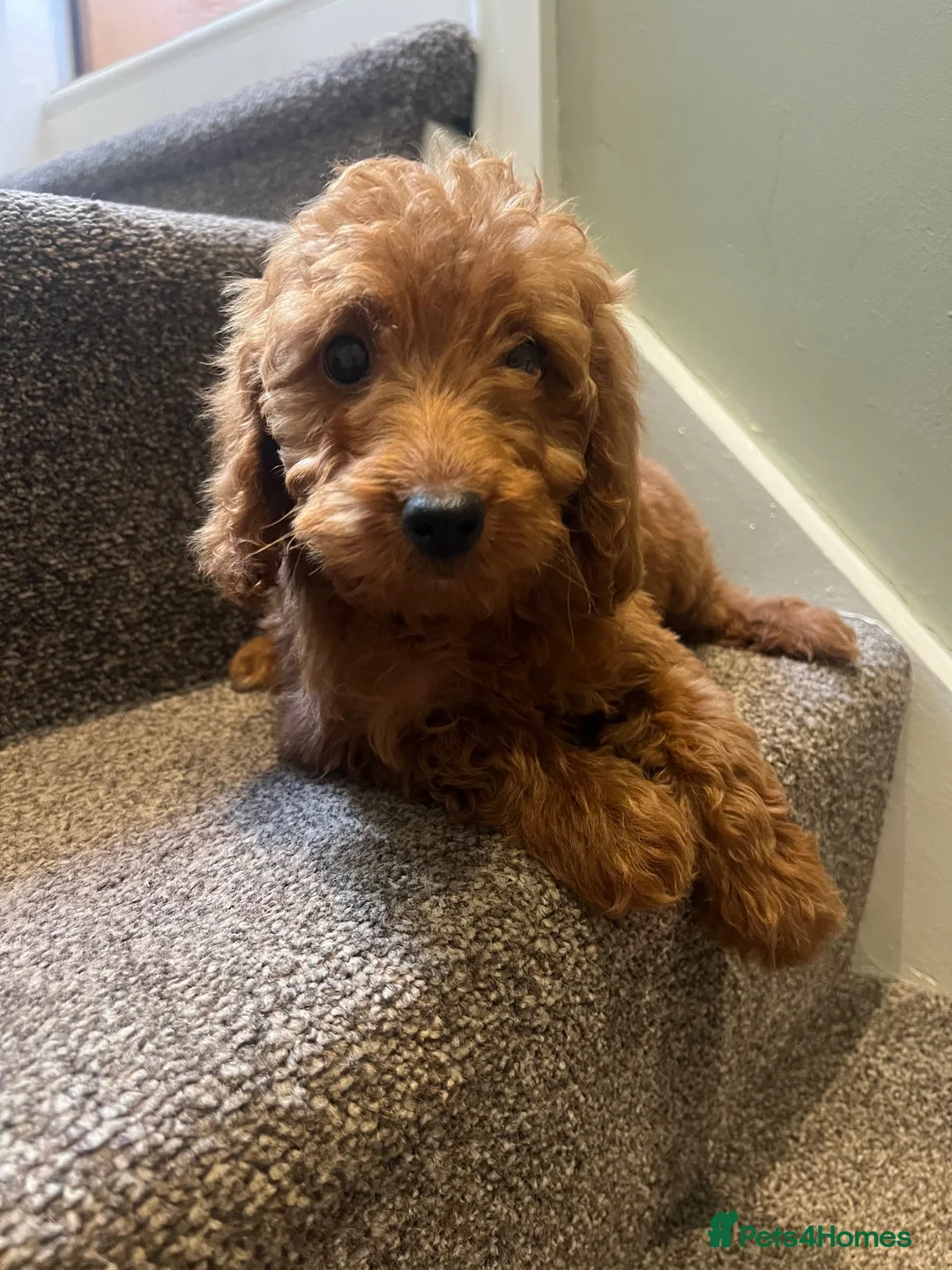 Cockapoo dogs for sale: F2 cockapoos - Advert 2