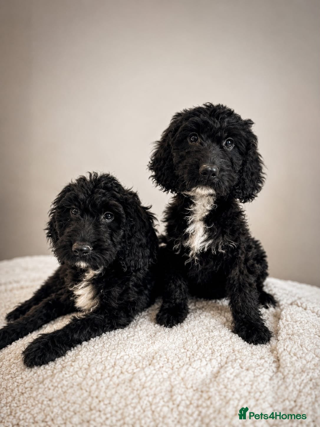 Cockapoo dogs Beautiful F1 Cockapoos Fully  Vaccinated Ready Now - Advert 4
