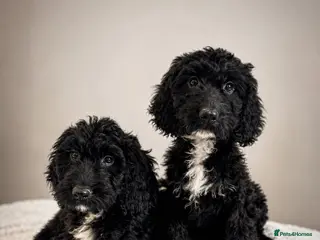 Cockapoo dogs Beautiful F1 Cockapoos Fully Vaccinated Ready Now - Advert 4