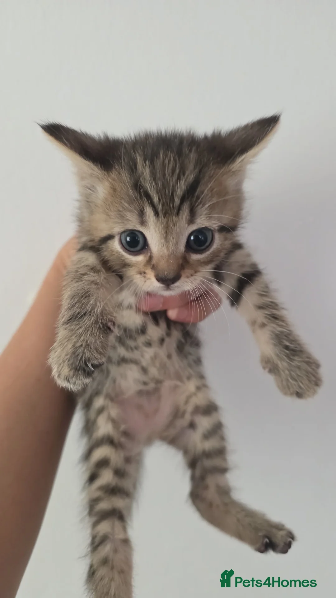 Mixed Breed cats for sale: 2 beautiful female kittens in Edinburgh - Advert 2