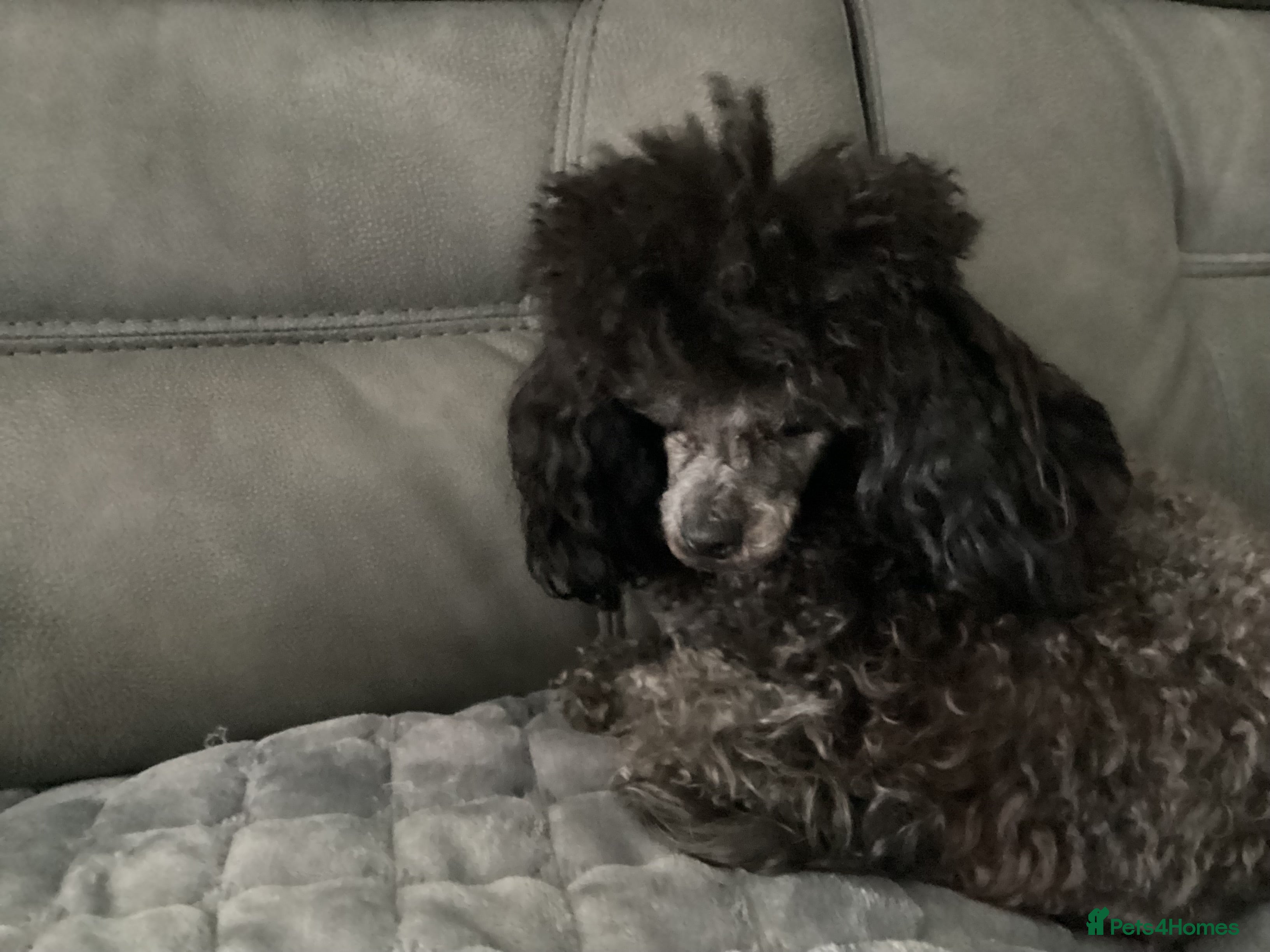 Toy Poodle dogs Toy Poodle  - Advert 1