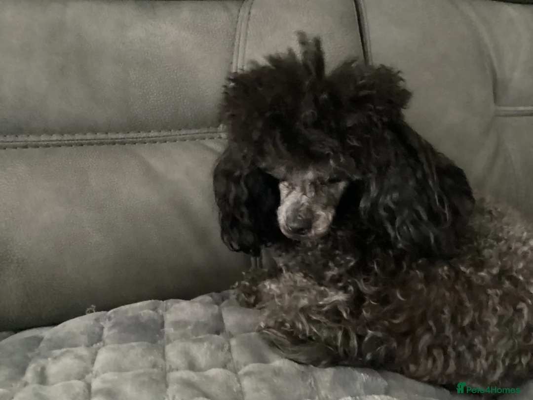 Toy Poodle dogs for sale: Toy Poodle  - Advert 1