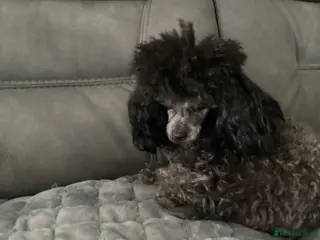 Toy Poodle dogs Toy Poodle - Advert 16