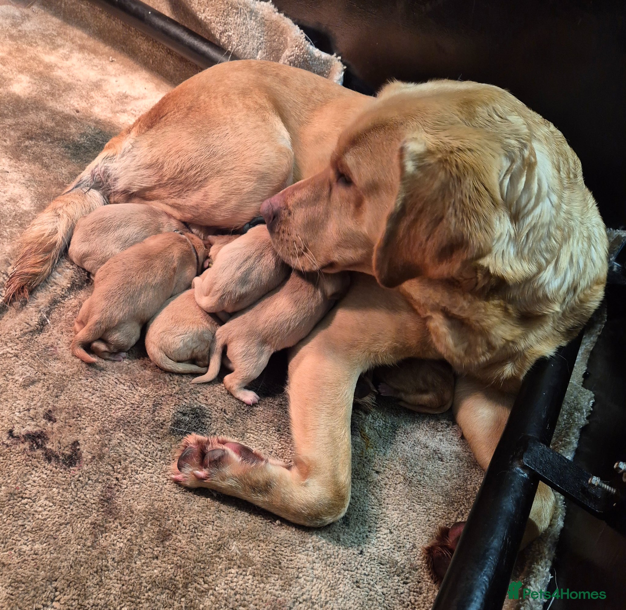 Labrador Retriever dogs Kc registered Labrador puppies  - Advert 1