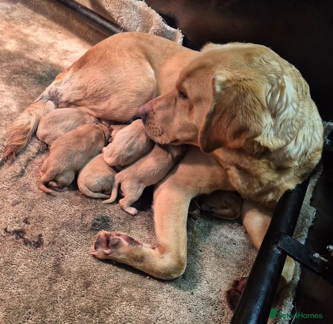 Labrador Retriever dogs for sale: Kc registered Labrador puppies  - Advert 1