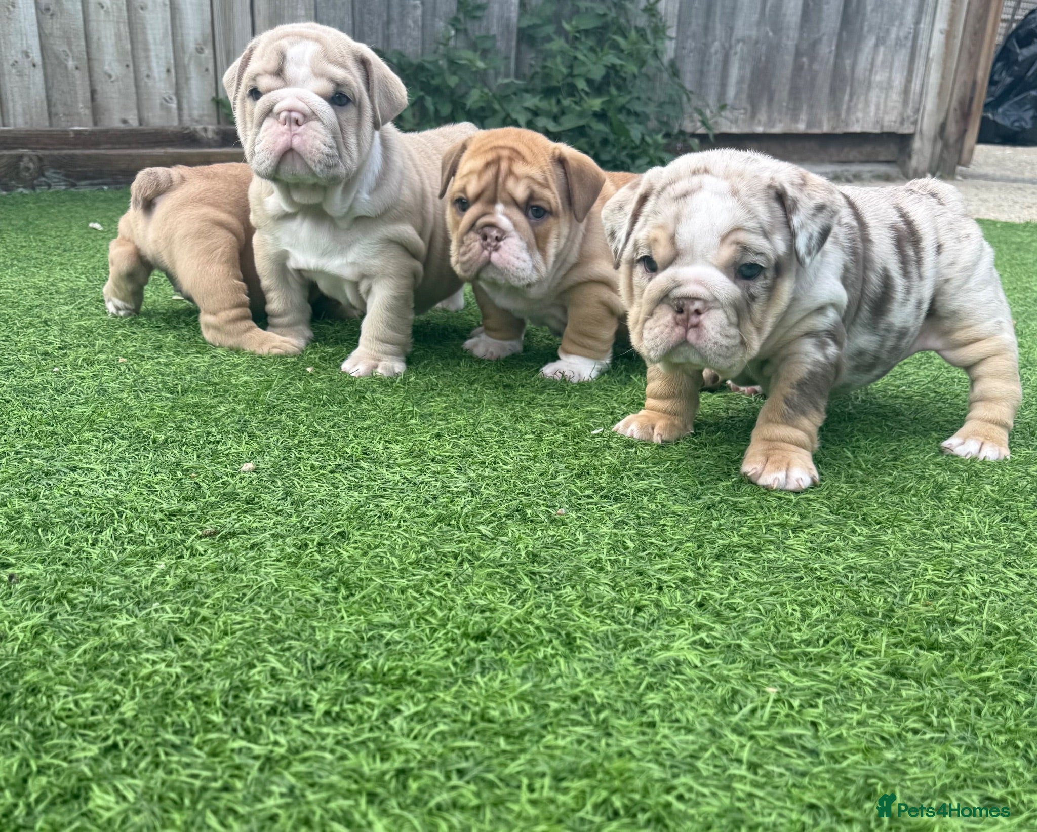 English Bulldog dogs 3wk old English bulldog puppies  - Advert 2