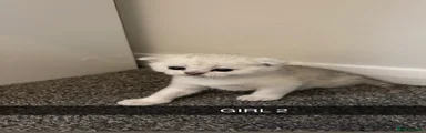Scottish Fold 2