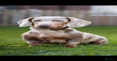 Miniature Dachshund dogs - Advert 5