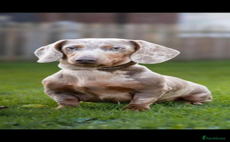 Miniature Dachshund dogs - Advert 4