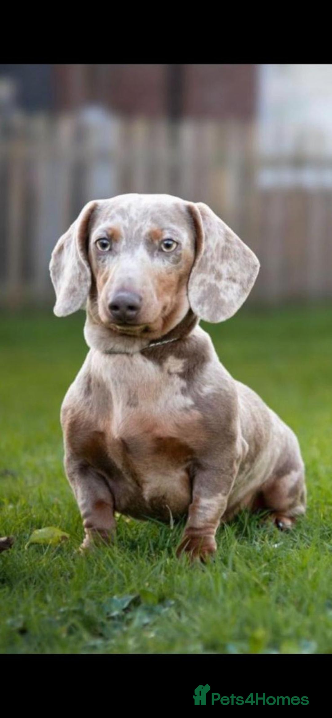 Miniature Dachshund dogs for stud: Kc reg miniature dachshunds for stud  - Image 2