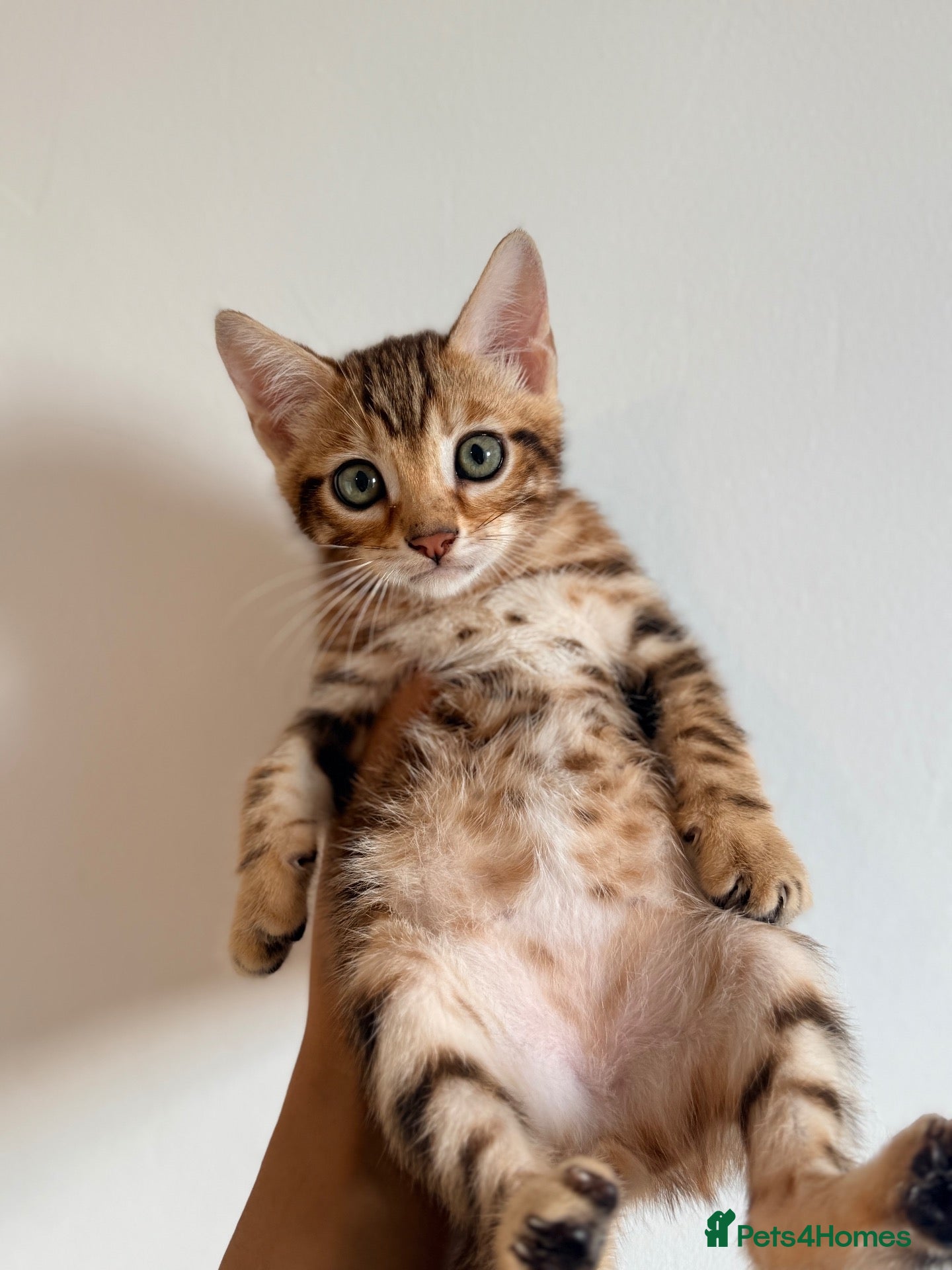 Bengal cats Beautiful bengal kitten  - Advert 1
