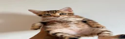 Bengal cats for sale: Beautiful bengal kitten  - Advert 1