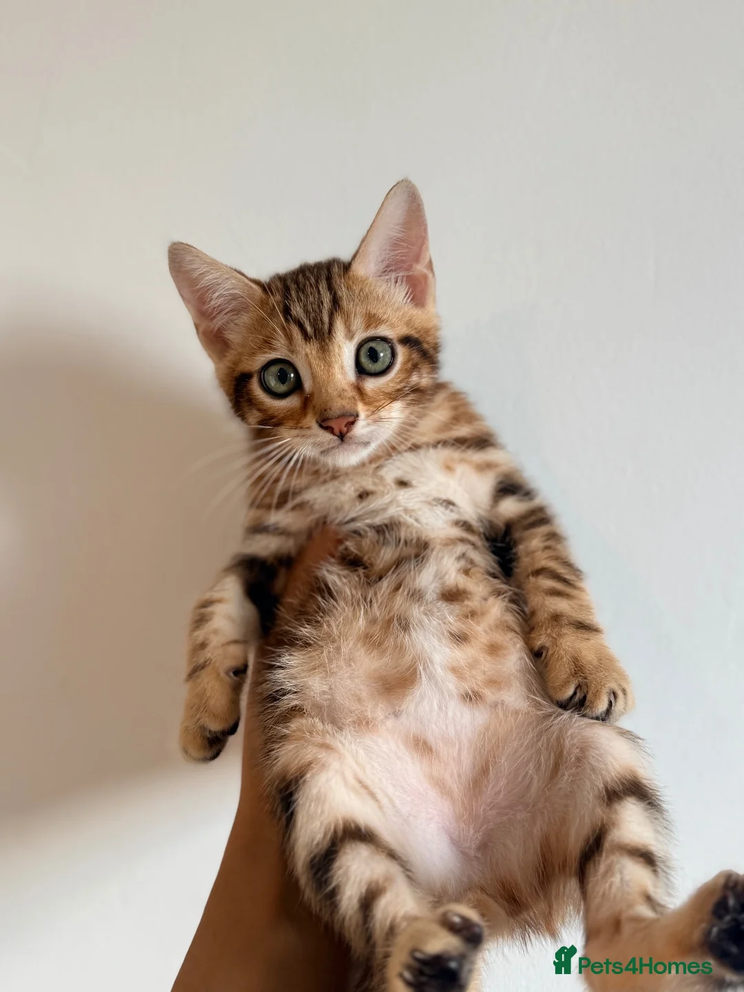 Bengal cats for sale: Beautiful bengal kitten  - Advert 1