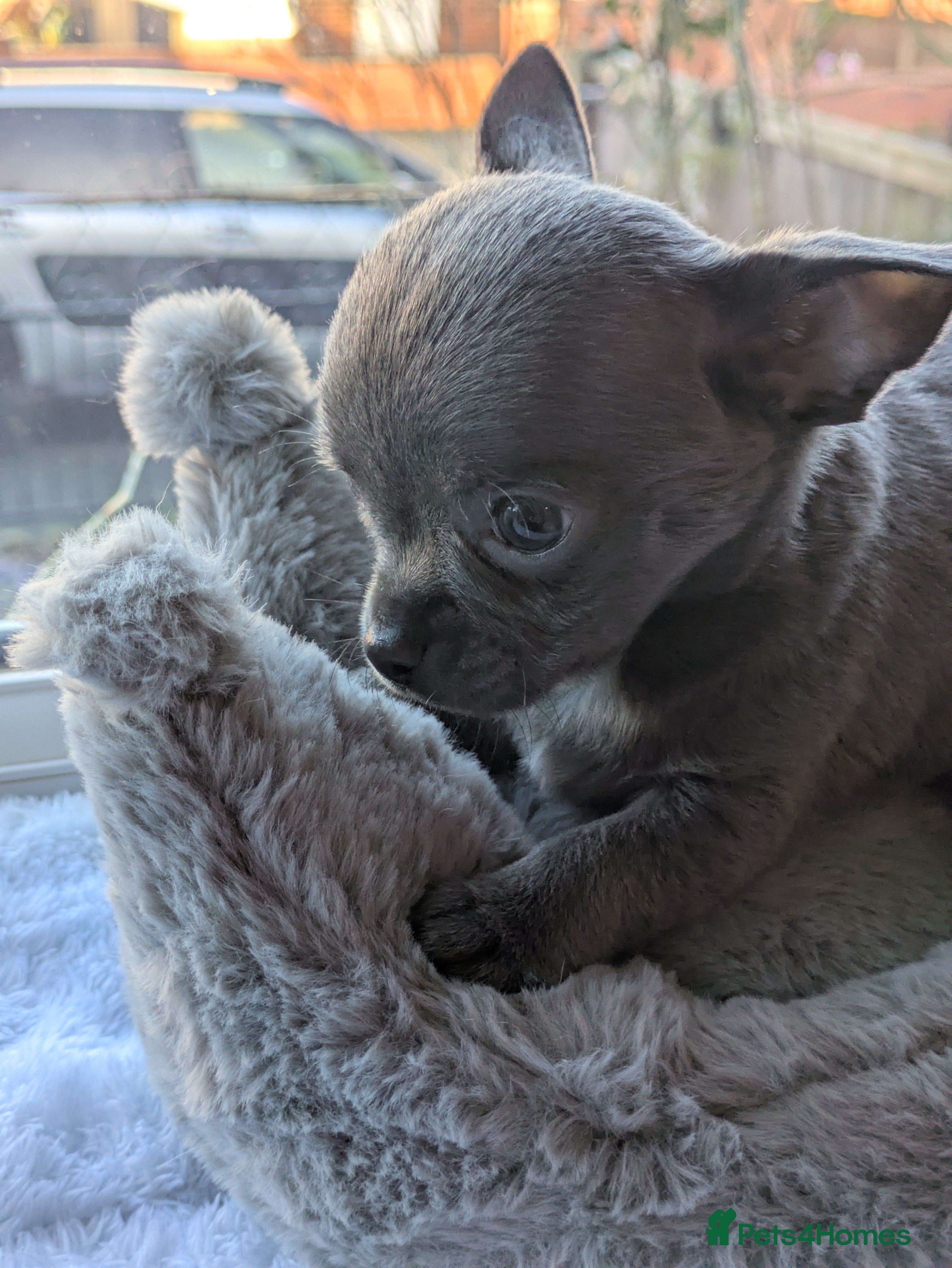 Chihuahua dogs Rare colour and tiny pedigree Chihuahuas  - Advert 16