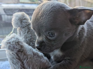 Chihuahua dogs Rare colour and tiny pedigree Chihuahuas - Advert 1