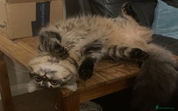 Maine Coon cats for sale: Maine Coon cross cat  - Image 1