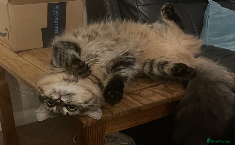 Maine Coon cats - Advert 5