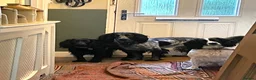 Sprocker dogs for sale: Beautiful F2 Sprocker Puppies  - Advert 3