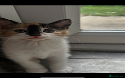 Mixed Breed cats for sale: Kittens  - Image 7