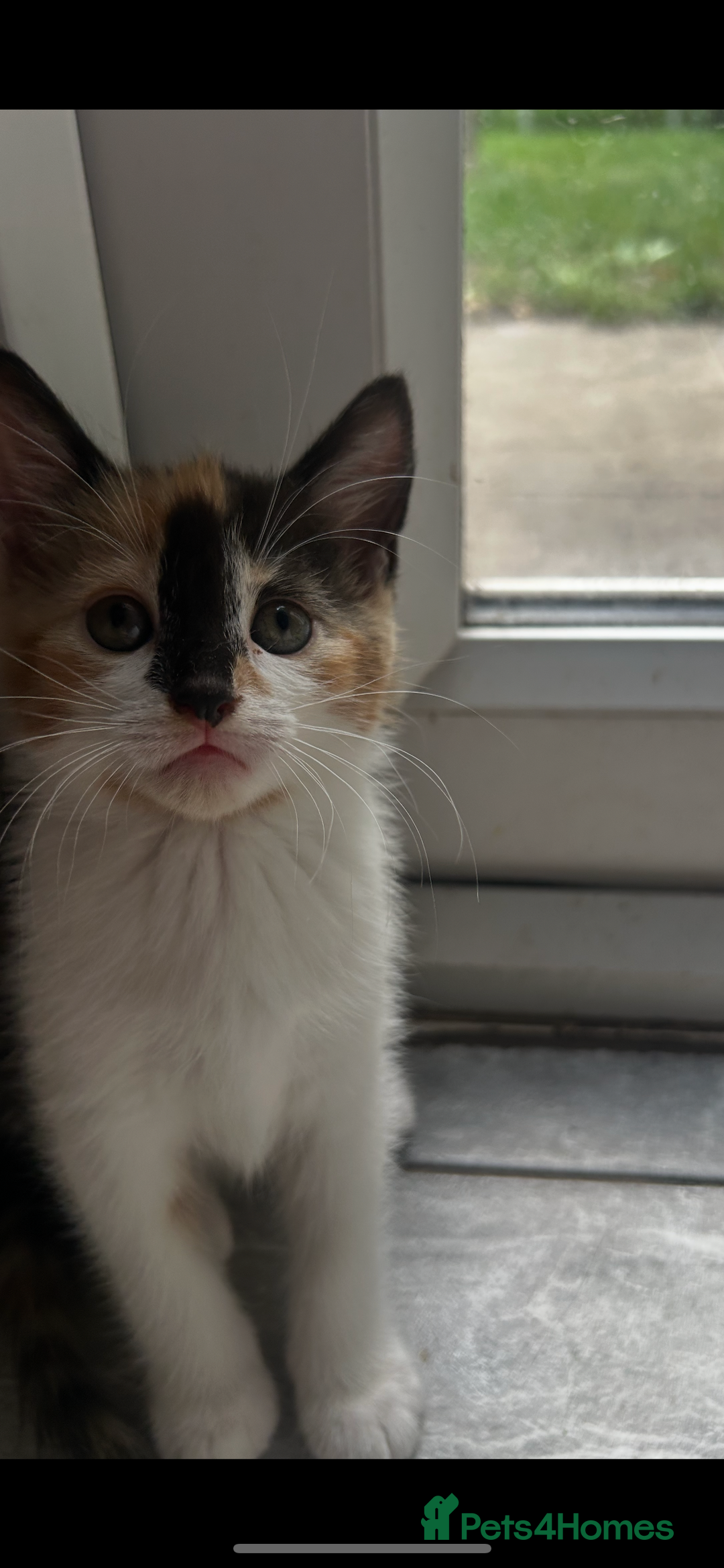 Mixed Breed cats for sale: Kittens  - Image 7